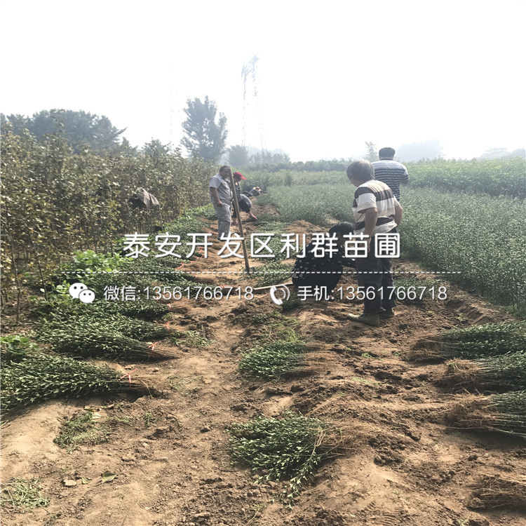哪里有賣枸橘芽苗的、枸橘芽苗多少錢一棵