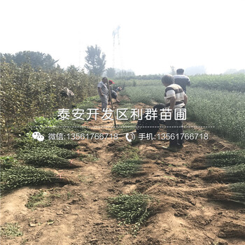蛇果樹(shù)苗哪里有、蛇果樹(shù)苗價(jià)格是多少