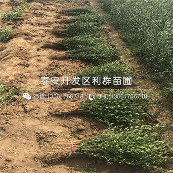 山東籬笆樹(shù)苗出售價(jià)格是多少