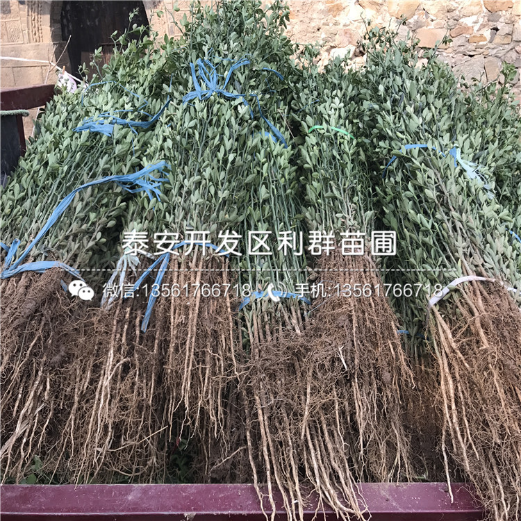 4公分1年枳殼苗價(jià)格