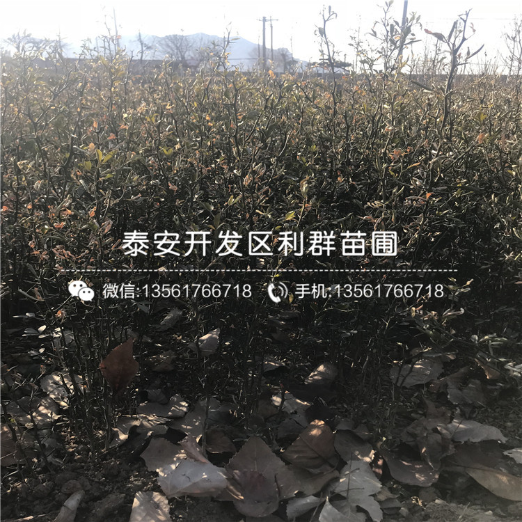 山東枳殼小苗格、山東枳殼小苗出售基地