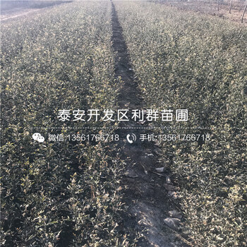 2018年枸橘樹批發(fā)