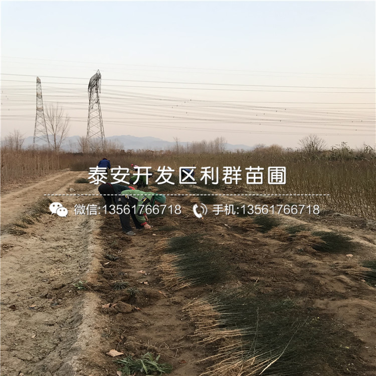 2019年1年生枳殼樹苗、1年生枳殼樹苗價格是多少