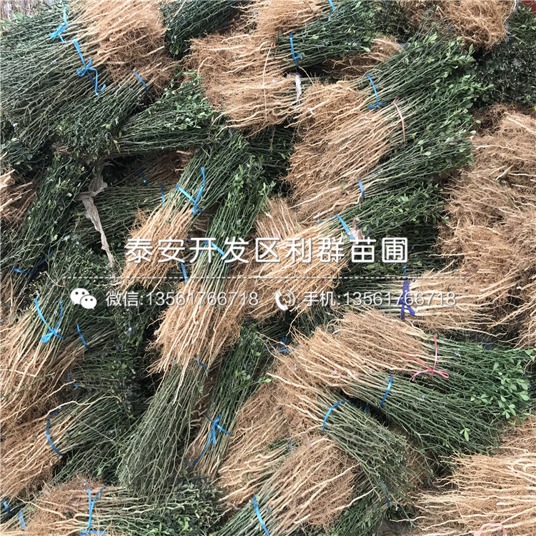 枳殼苗多少錢(qián)一棵、枳殼苗零售價(jià)格
