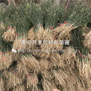 枳殼小苗多少錢