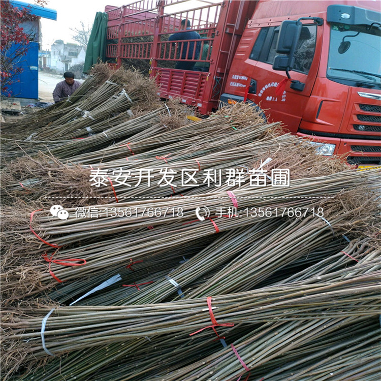 一棵紅芽香椿苗多少錢、紅芽香椿苗多少錢一棵