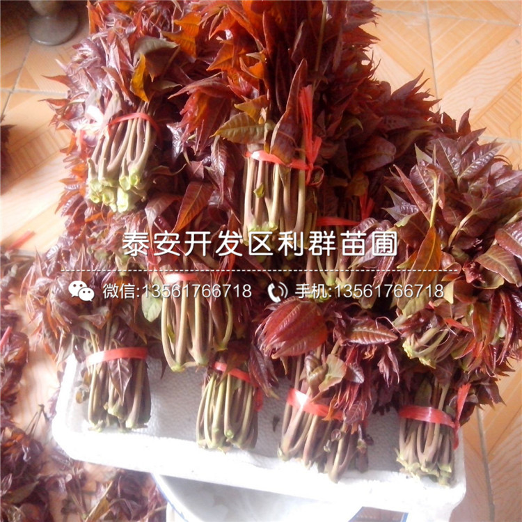 新品種紅油香椿樹苗基地