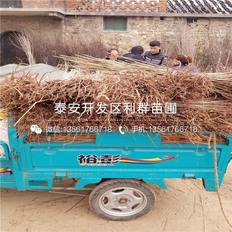 2019年1公分香椿樹(shù)苗品種