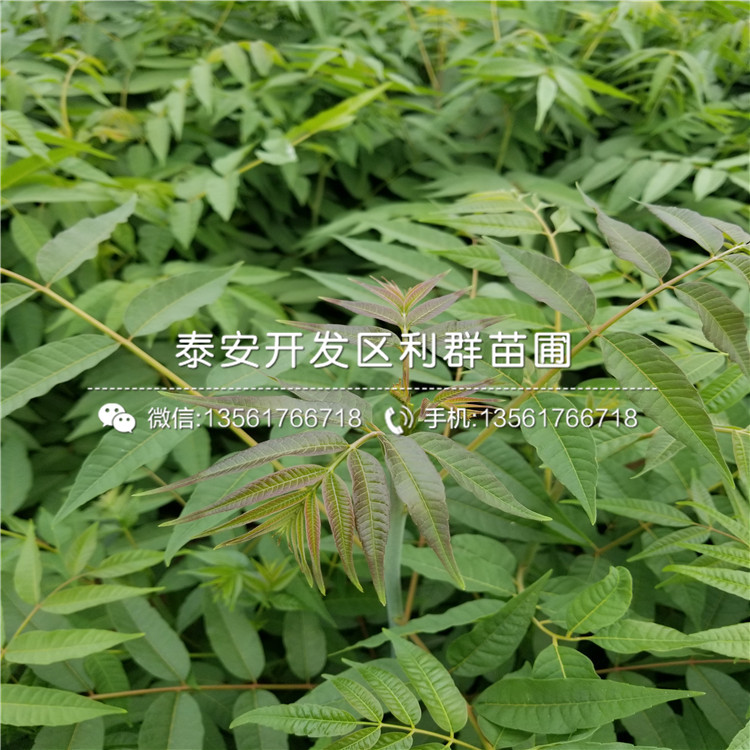 3公分出售香椿苗多少钱一棵