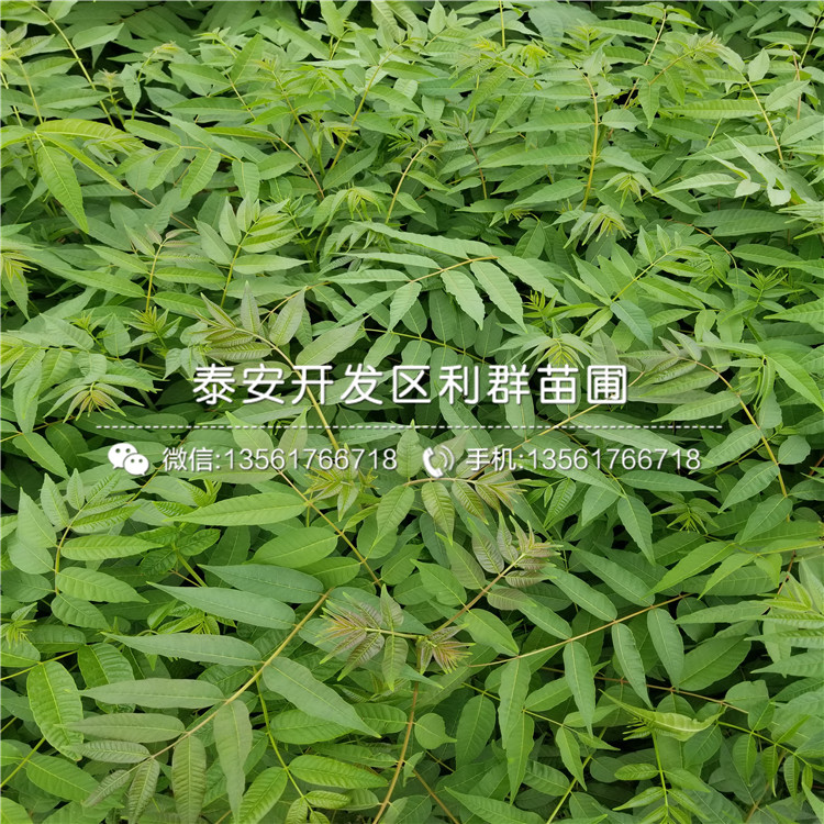 2019年15公分香椿樹苗、15公分香椿樹苗批發(fā)基地