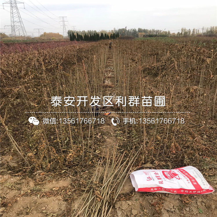 10公分香椿樹苗多少錢一棵
