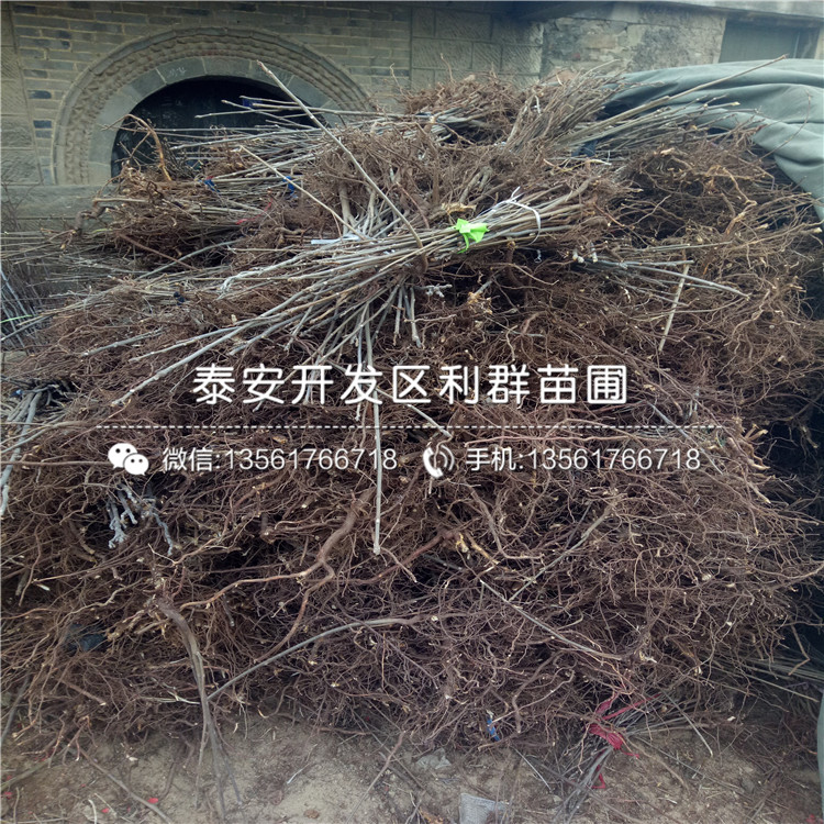 山東矮化紅油香椿樹苗出售價格是多少