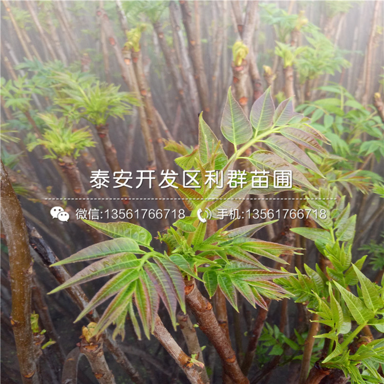 矮化香椿樹苗價格