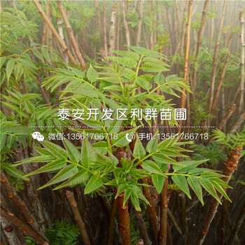 紅香椿樹苗多少錢一棵、2019年紅香椿樹苗出售