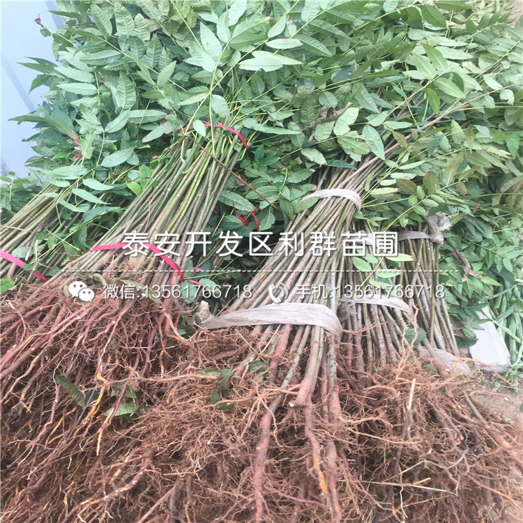 山東2019年香椿苗、山東2019年香椿苗報價是多少