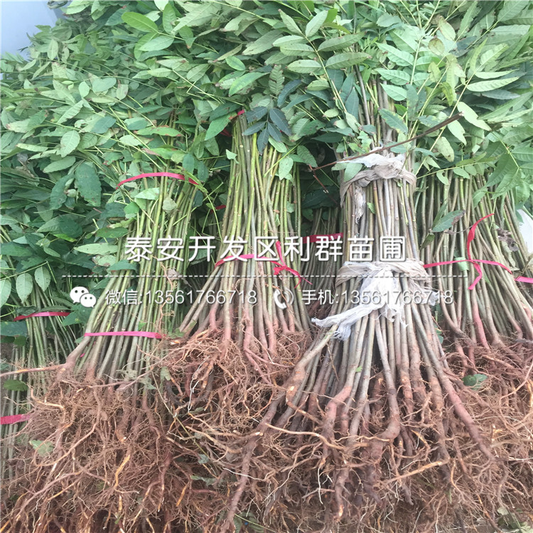 2019年批發(fā)香椿樹苗、2019年批發(fā)香椿樹苗新品種
