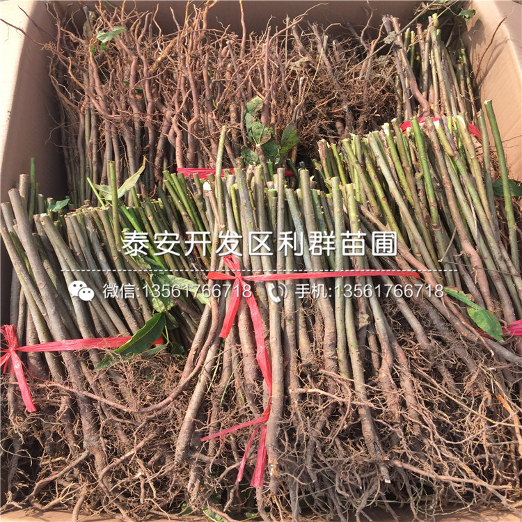 2019年批發(fā)香椿樹苗、2019年批發(fā)香椿樹苗新品種