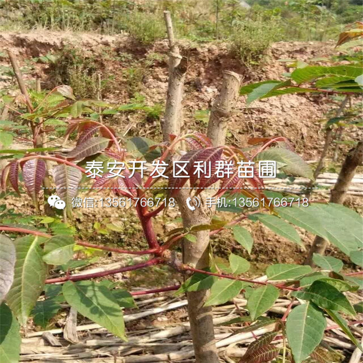 山東矮化紅油香椿苗、矮化紅油香椿苗批發(fā)