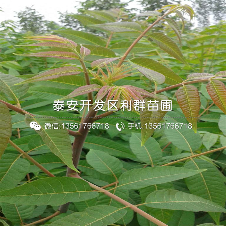 山東2019年香椿苗、山東2019年香椿苗報價是多少
