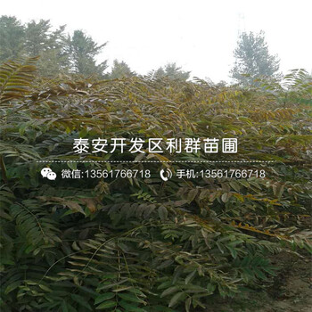 一株1公分香椿樹(shù)苗多少錢(qián)