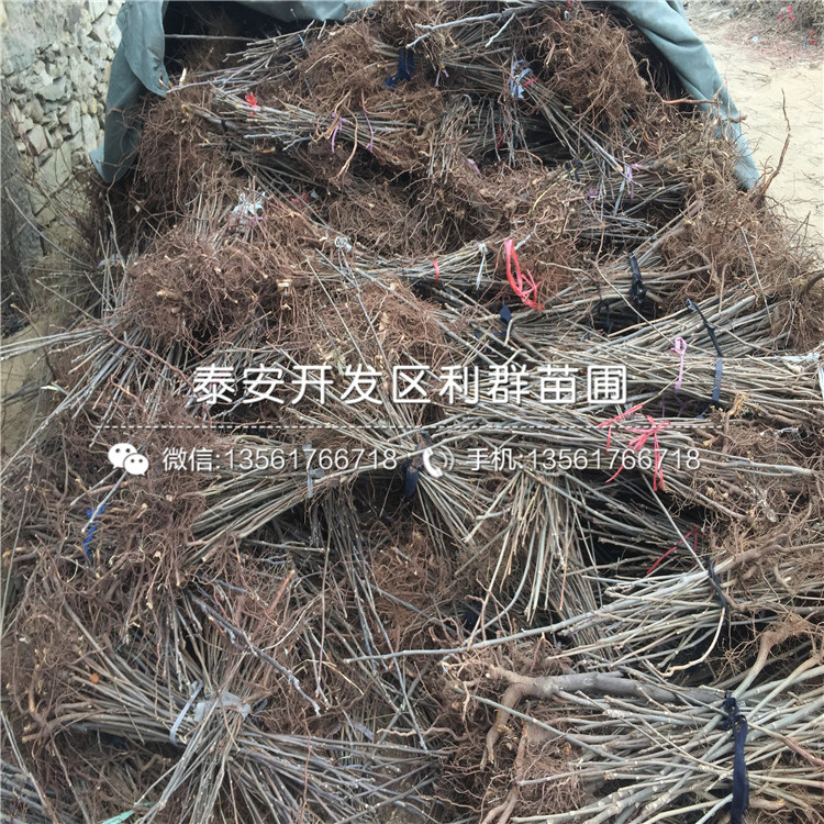 2019年1公分香椿樹(shù)苗品種