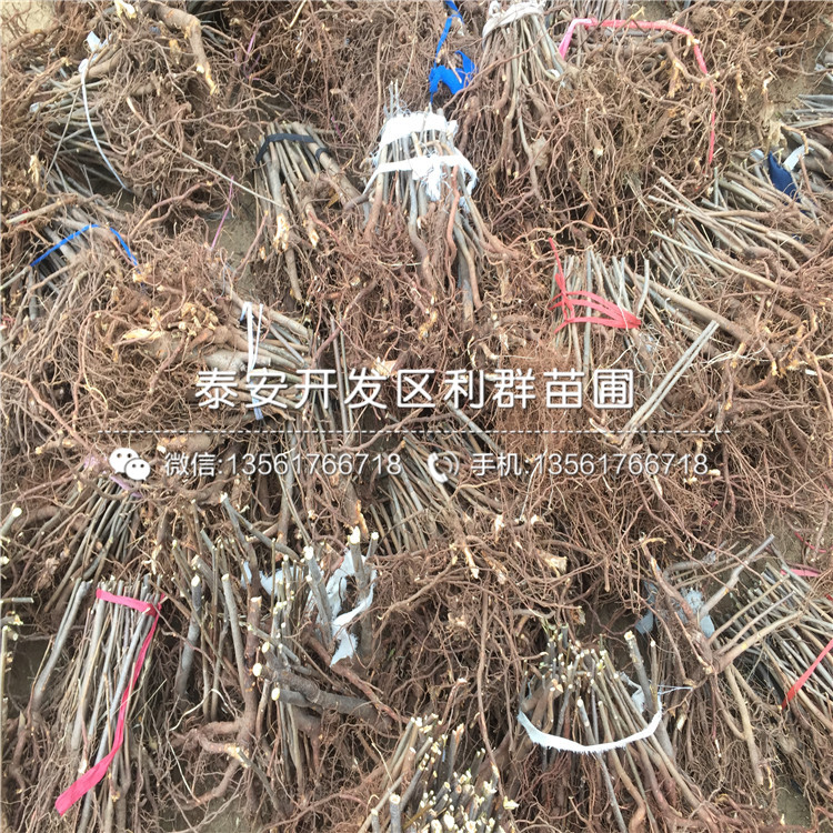 出售香椿苗格、出售香椿苗出售基地