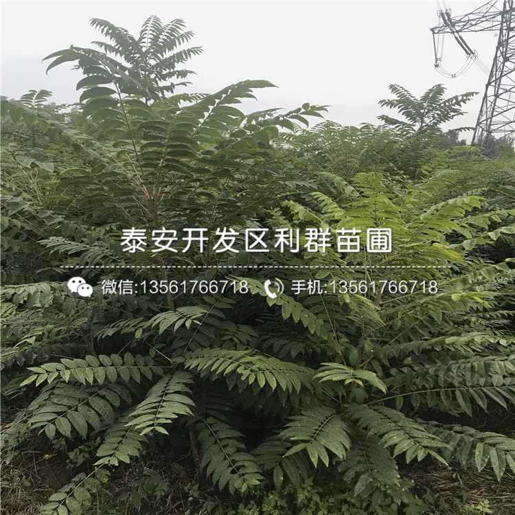 紅香椿樹苗多少錢一棵、2019年紅香椿樹苗出售