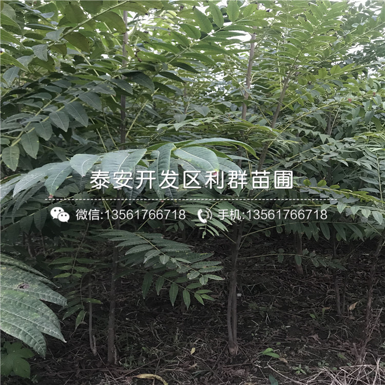 紅香椿樹苗多少錢一棵、2019年紅香椿樹苗出售