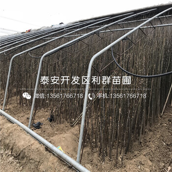 2019年15公分香椿樹(shù)苗價(jià)格、15公分香椿樹(shù)苗多少錢(qián)一棵