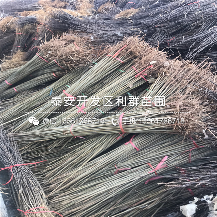10公分香椿樹苗多少錢一棵
