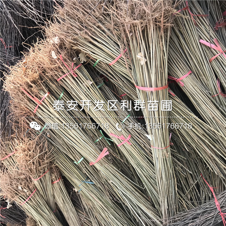 一株1公分香椿樹苗多少錢