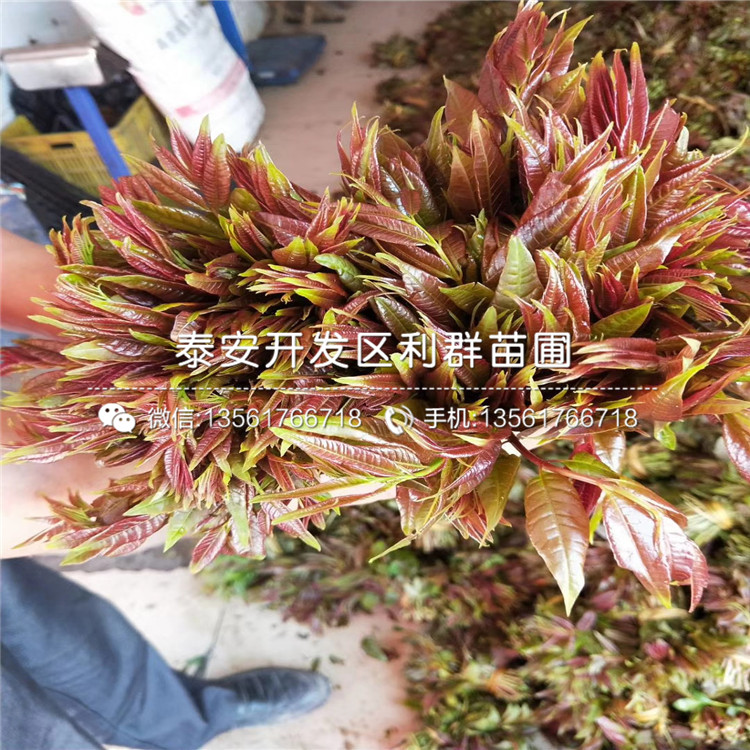 山東2019年香椿苗、山東2019年香椿苗報價是多少