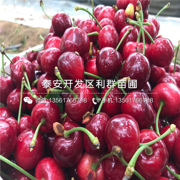 波尔多无花果树苗品种