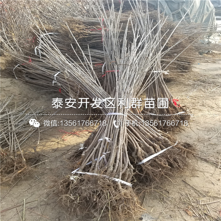 波尔多无花果树苗基地、波尔多无花果树苗报价