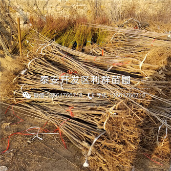 矮化蘋果苗出售基地、矮化蘋果苗多少錢一棵