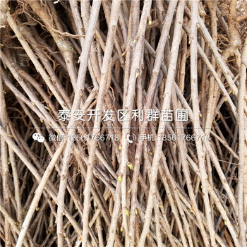 麻椒苗出售價(jià)格、2019年麻椒苗報(bào)價(jià)