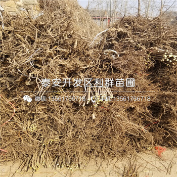 2019年2年生藍(lán)莓樹苗報(bào)價(jià)、今年2年生藍(lán)莓樹苗多少錢一棵