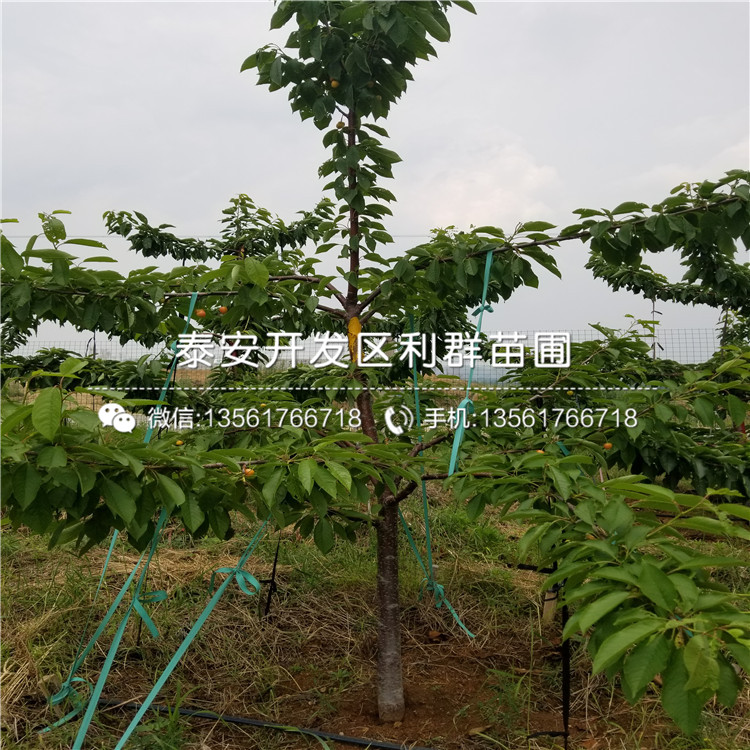 V3蓝莓苗出售、2019年V3蓝莓苗批发