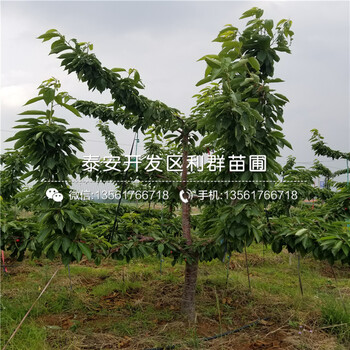 山東藤木一號(hào)蘋果樹苗、山東藤木一號(hào)蘋果樹苗批發(fā)基地