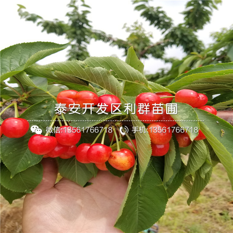 批发1公分无花果苗价格