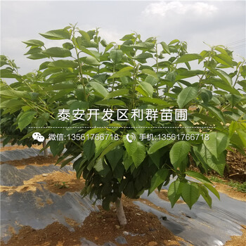 信濃金蘋果苗哪里有賣