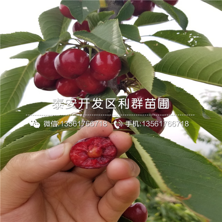 批发泰安无花果苗价格