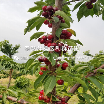 梨樹圖片、梨樹種植技術(shù)
