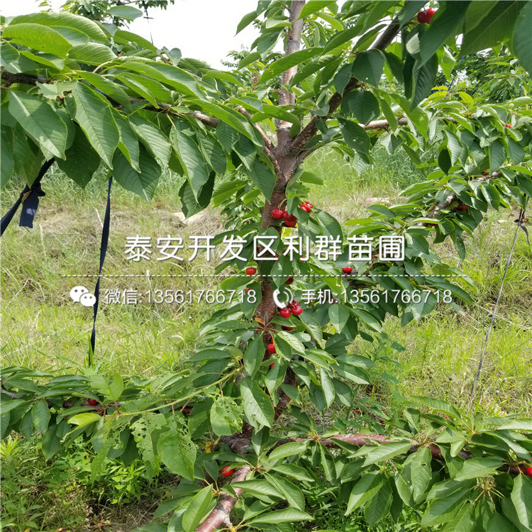 山东油光板栗树苗出售价格