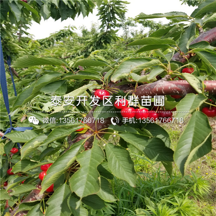 2019年珠宝蓝莓苗、珠宝蓝莓苗多少钱一棵