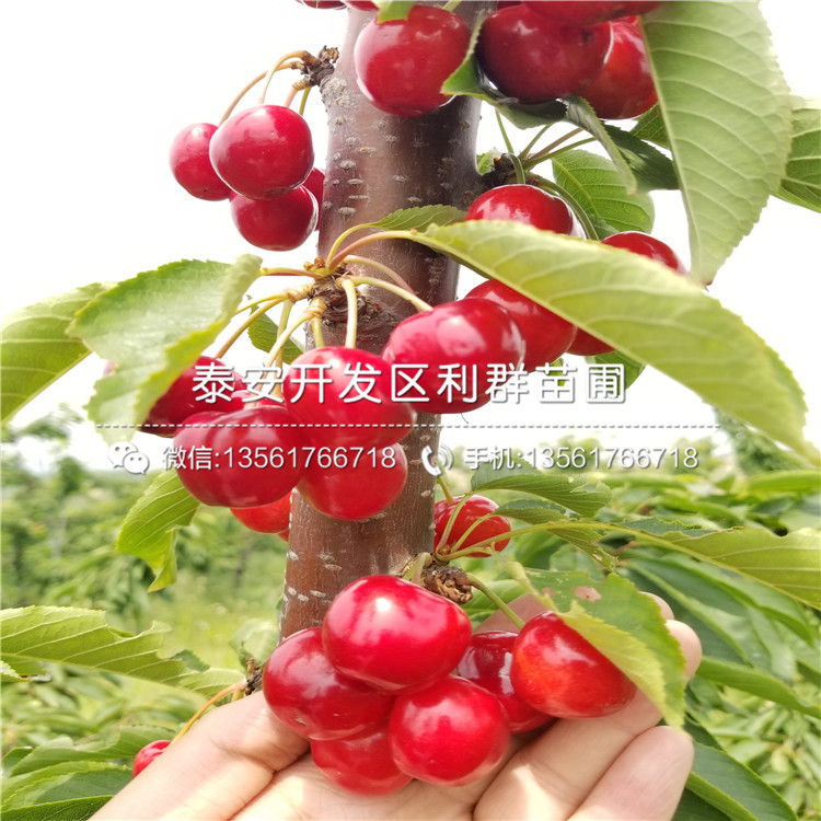 大紅袍板栗樹(shù)苗圖片、大紅袍板栗樹(shù)苗基地報(bào)價(jià)
