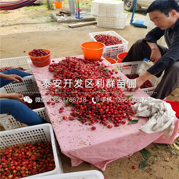 李子樹多少錢一棵、李子樹出售價格
