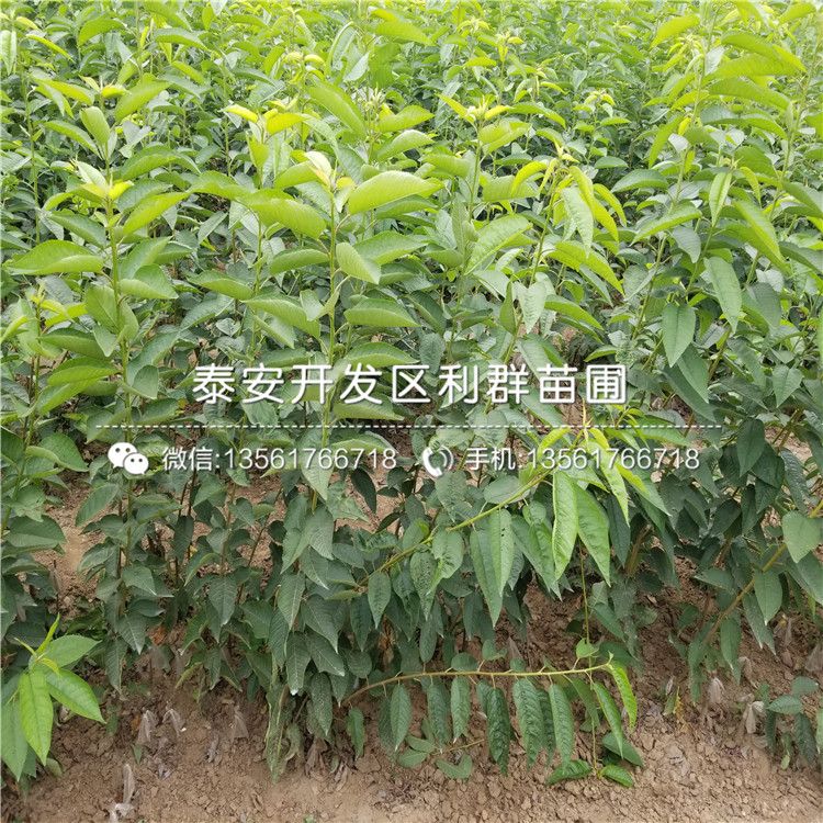 山东花椒树苗价格、山东花椒树苗多少钱一棵