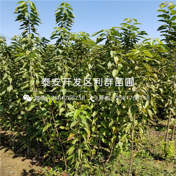 華冠蘋果樹苗多少錢一棵、華冠蘋果樹苗多少錢