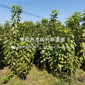 2019年甜脆藍(lán)莓樹(shù)苗報(bào)價(jià)